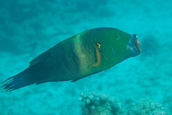 BD-120424-Marsa-Alam-6370-Cheilinus-lunulatus-(Forsskål.-1775)-[Broomtail-wrasse].jpg